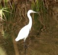 /album/photo-gallery-photogallery/little-egret-at-rio-guadalhorce-malaga-jpg/